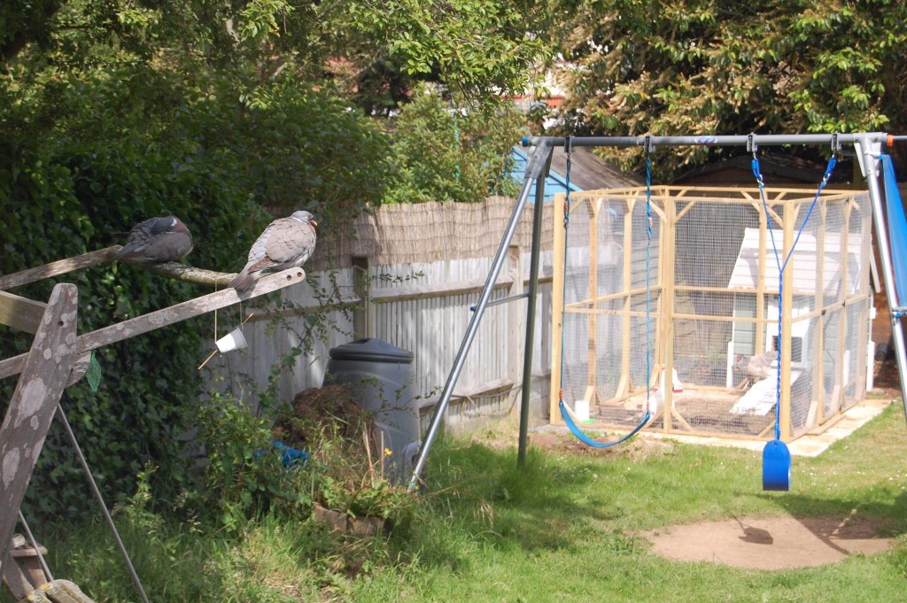 Feathered Friends A couple of pigeons watch the chickens from a distance