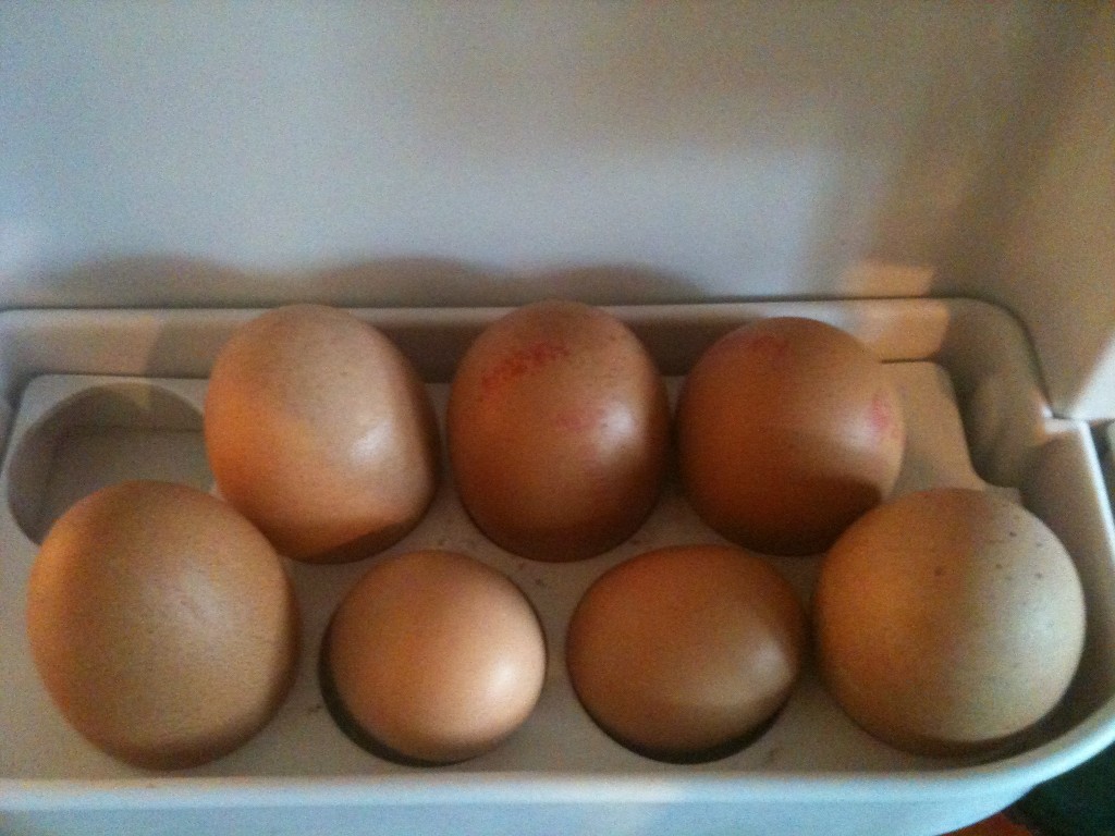 Pearl's eggs surrounded by shop-bought ones in the fridge