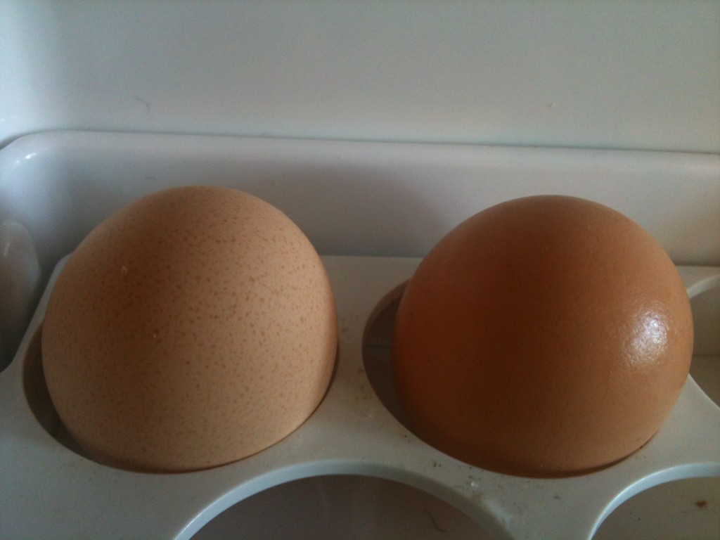 The two eggs found side by side in the hen house